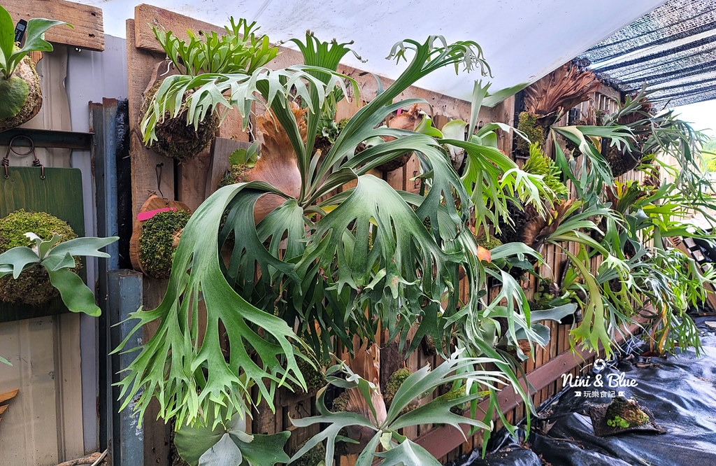 草屯是咩咖啡館鹿角蕨咖啡館07