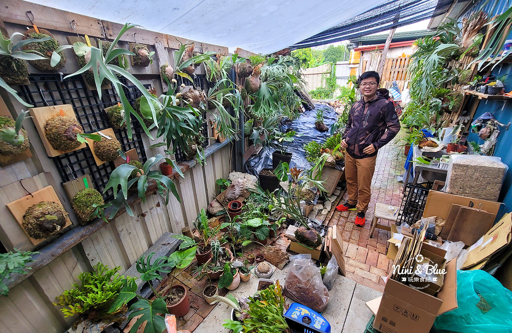 草屯是咩咖啡館鹿角蕨咖啡館06