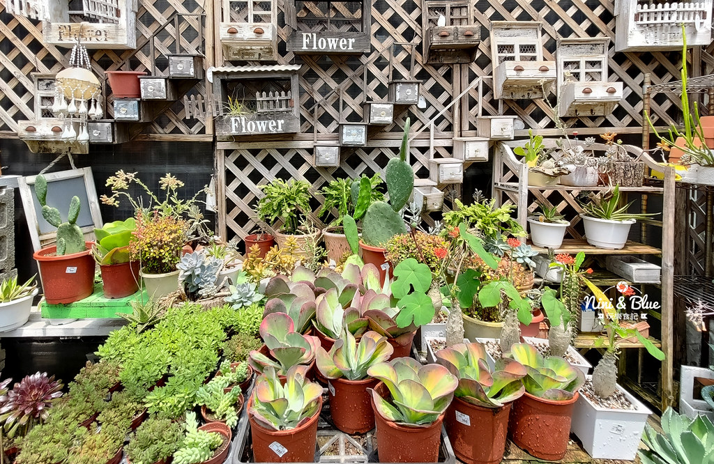 芊香園藝 大坑花市40 芊香園藝 大坑花市40