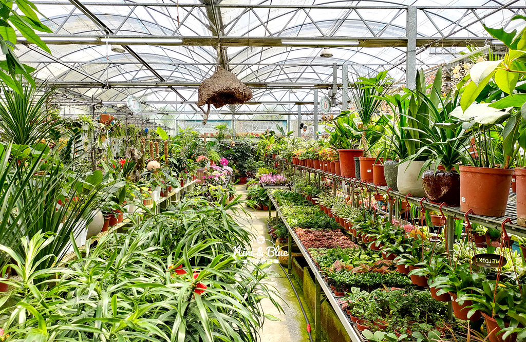 芊香園藝 大坑花市14 芊香園藝 大坑花市14