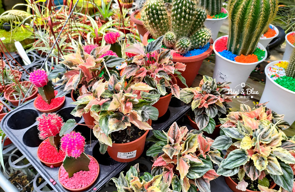 芊香園藝 大坑花市35 芊香園藝 大坑花市35
