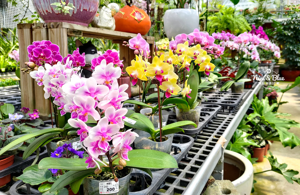 芊香園藝 大坑花市34 芊香園藝 大坑花市34