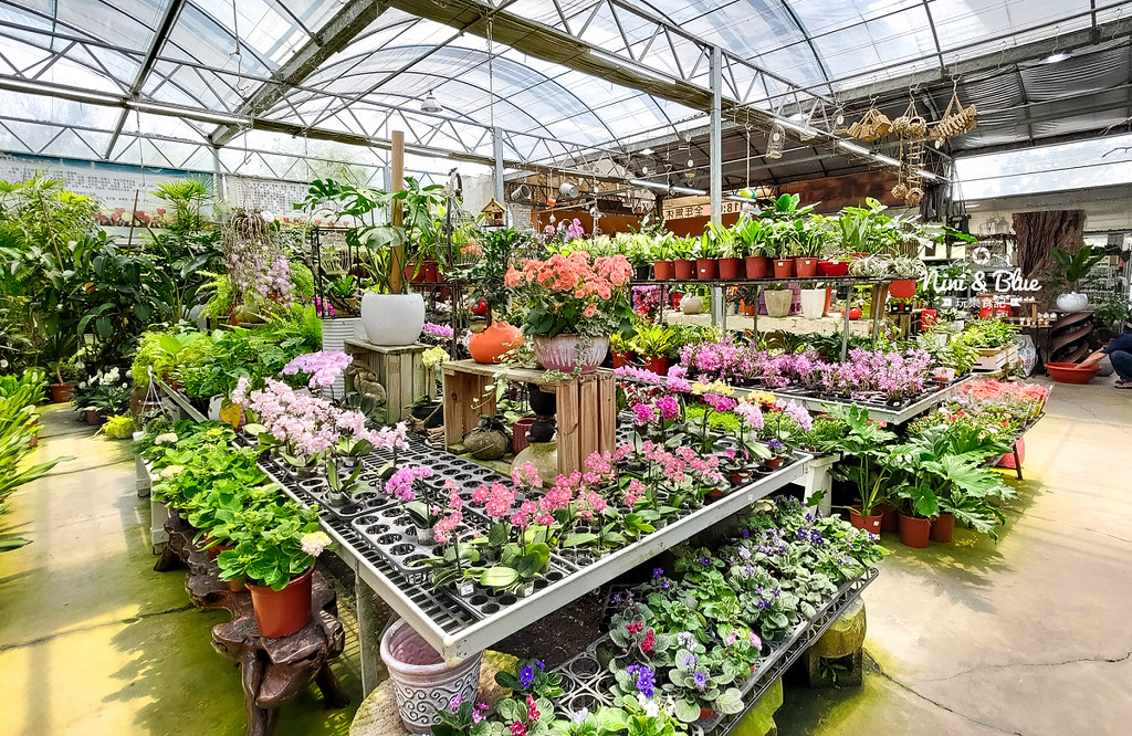芊香園藝 大坑花市33