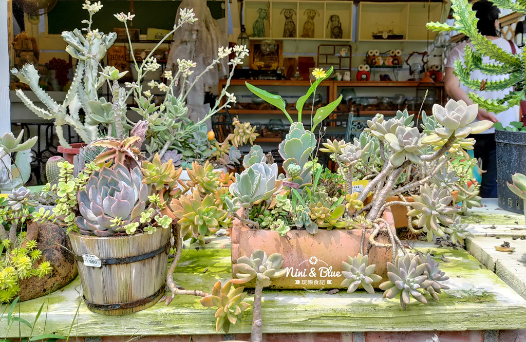 芊香園藝 大坑花市19 芊香園藝 大坑花市19