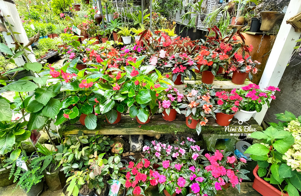 芊香園藝 大坑花市17 芊香園藝 大坑花市17