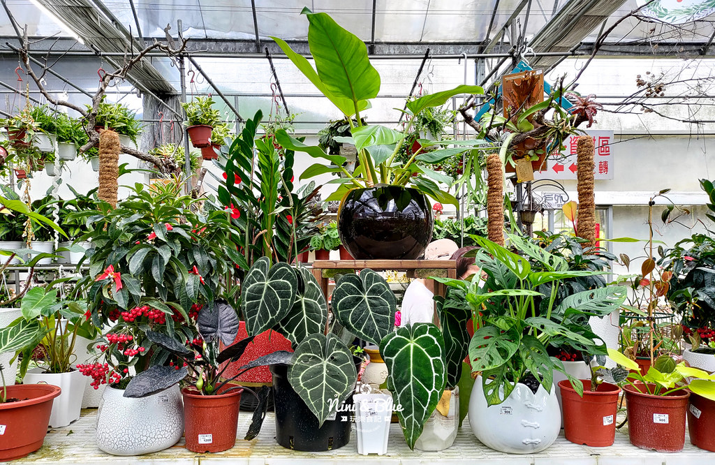 芊香園藝 大坑花市09 芊香園藝 大坑花市09