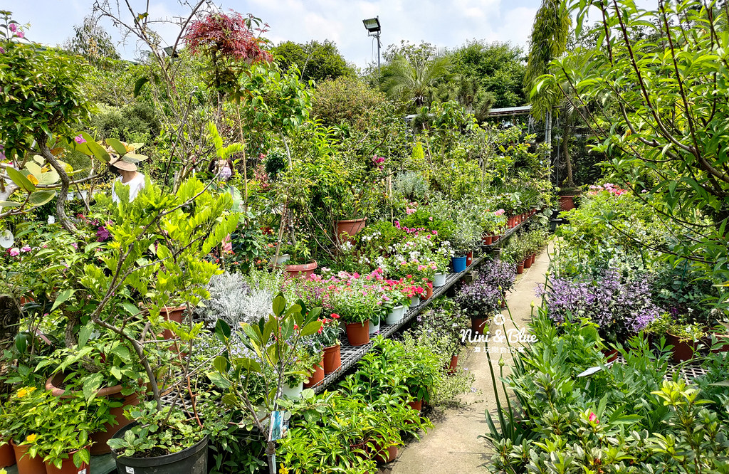 芊香園藝 大坑花市20 芊香園藝 大坑花市20