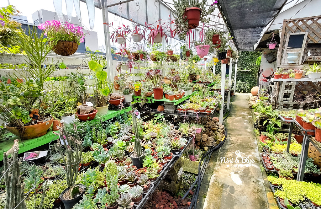 芊香園藝 大坑花市38