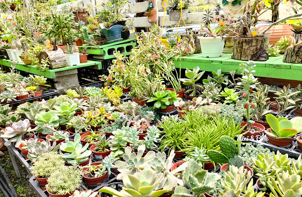 芊香園藝 大坑花市42 芊香園藝 大坑花市42