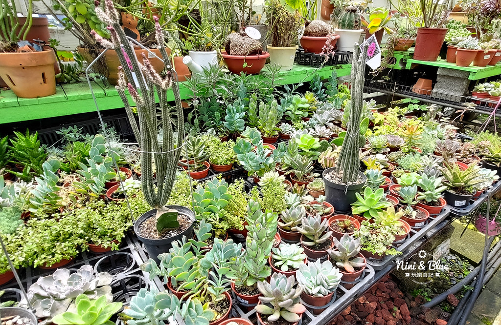 芊香園藝 大坑花市39 芊香園藝 大坑花市39