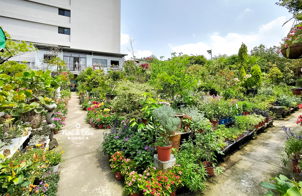 芊香園藝 大坑花市16 芊香園藝 大坑花市16