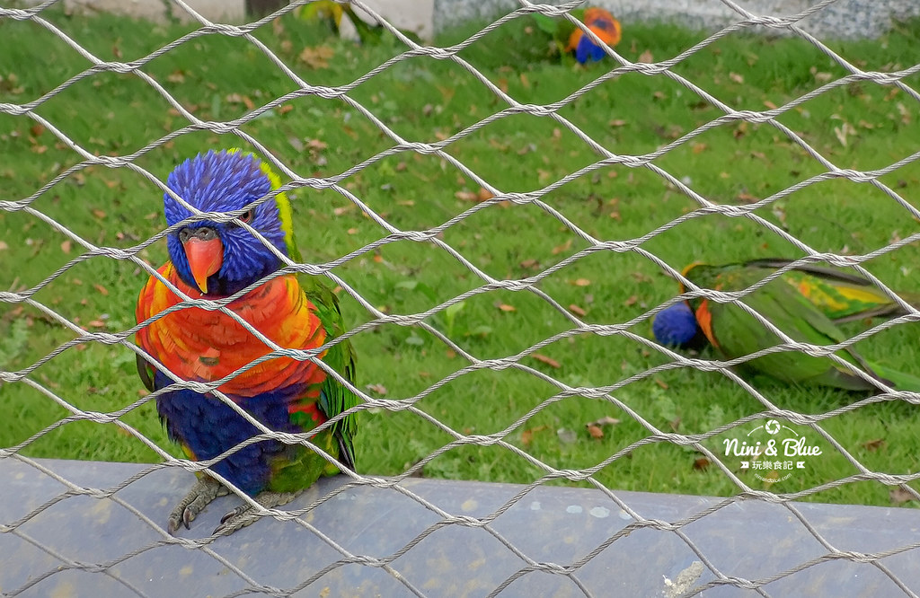九九峰動物樂園 南投草屯景點41 九九峰動物樂園 南投草屯景點41
