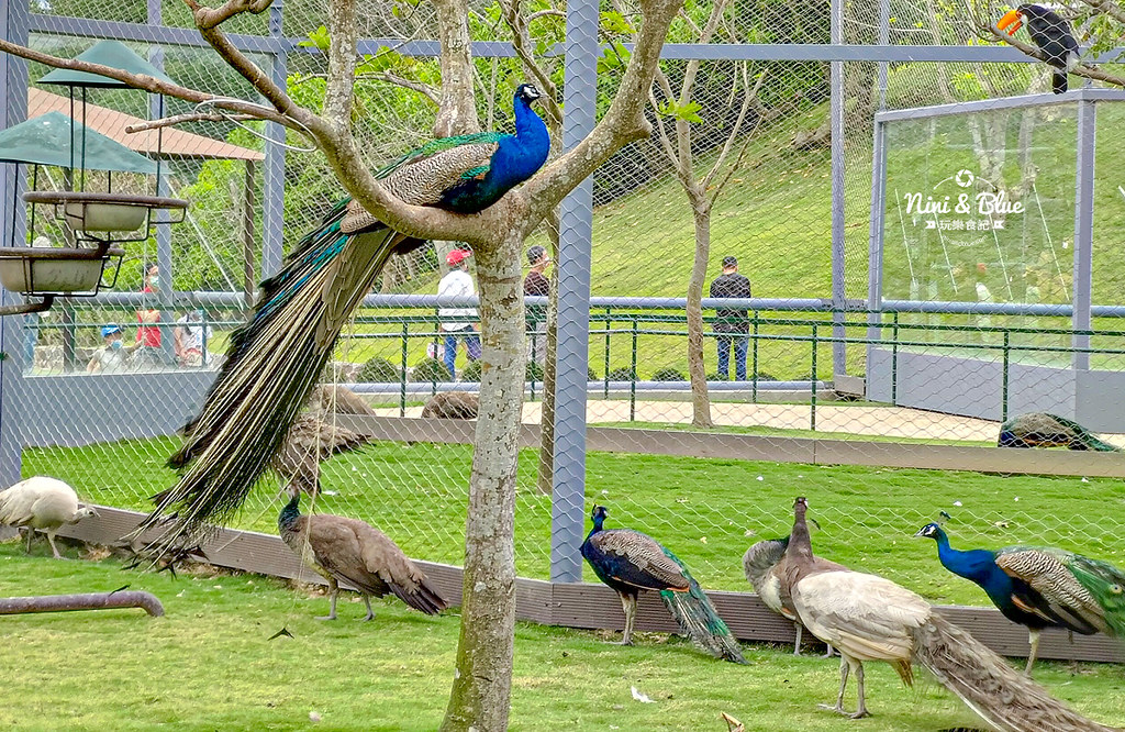 九九峰動物樂園 南投草屯景點40 九九峰動物樂園 南投草屯景點40
