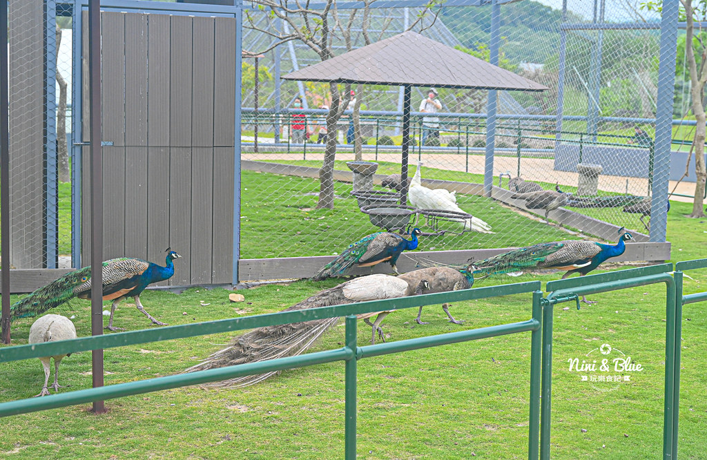 九九峰動物樂園 南投草屯景點21 九九峰動物樂園 南投草屯景點21
