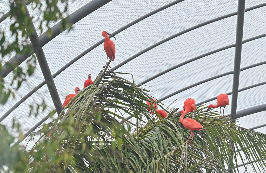 九九峰動物樂園 南投草屯景點18