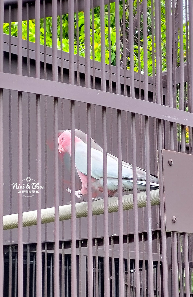 九九峰動物樂園 南投草屯景點38 九九峰動物樂園 南投草屯景點38