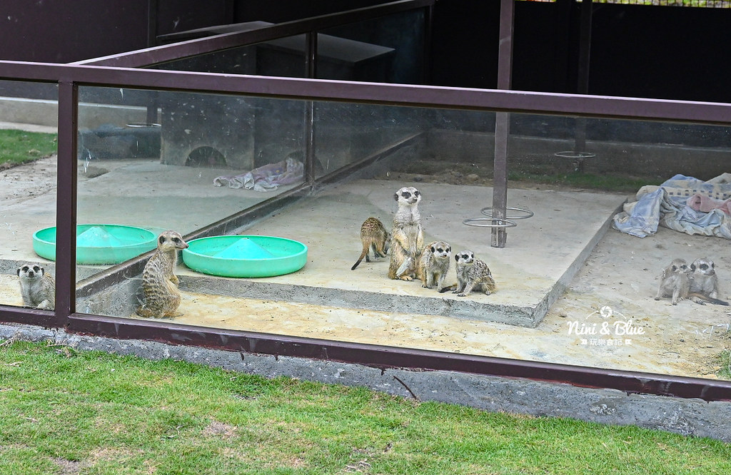 九九峰動物樂園 南投草屯景點35