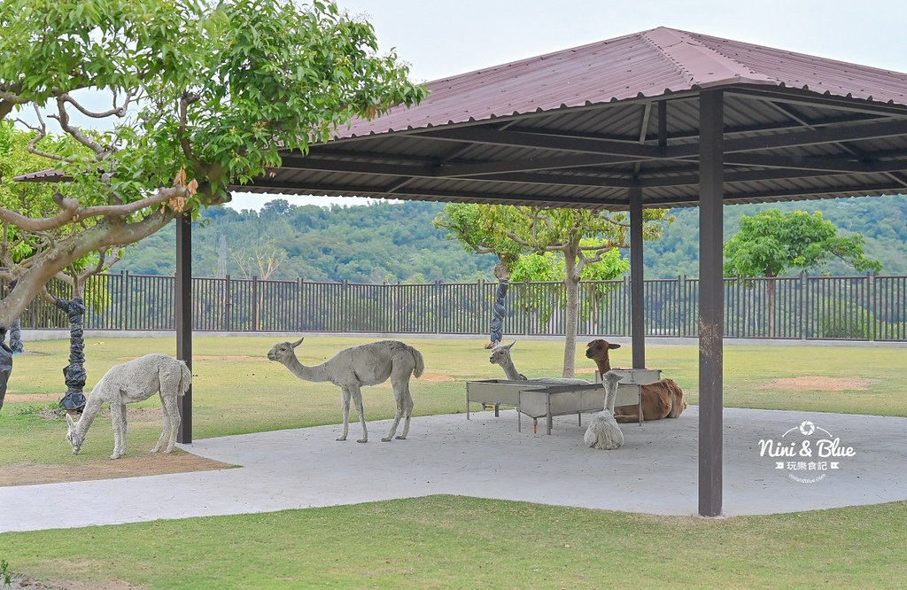 九九峰動物樂園 南投草屯景點34