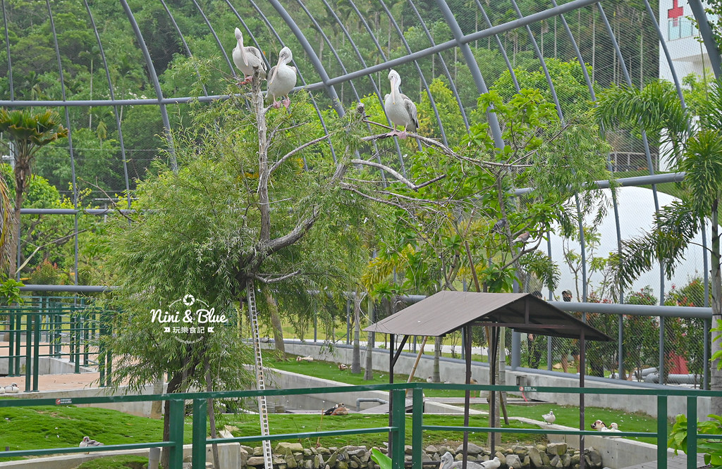 九九峰動物樂園 南投草屯景點19 九九峰動物樂園 南投草屯景點19