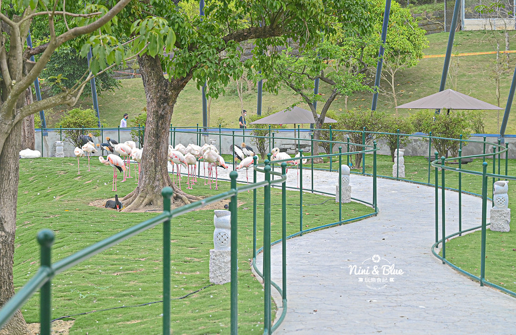 九九峰動物樂園 南投草屯景點10