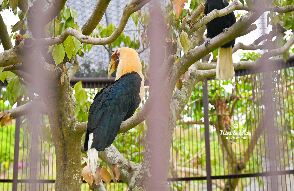 九九峰動物樂園 南投草屯景點09 九九峰動物樂園 南投草屯景點09