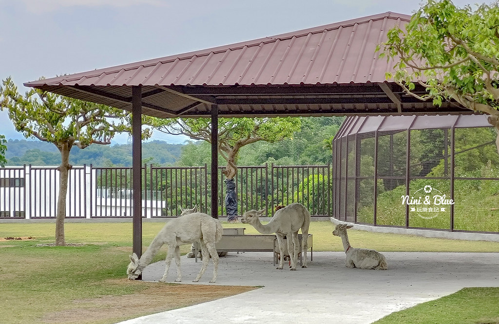九九峰動物樂園 南投草屯景點42