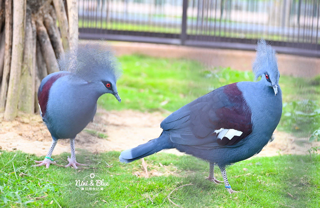 九九峰動物樂園 南投草屯景點16 九九峰動物樂園 南投草屯景點16