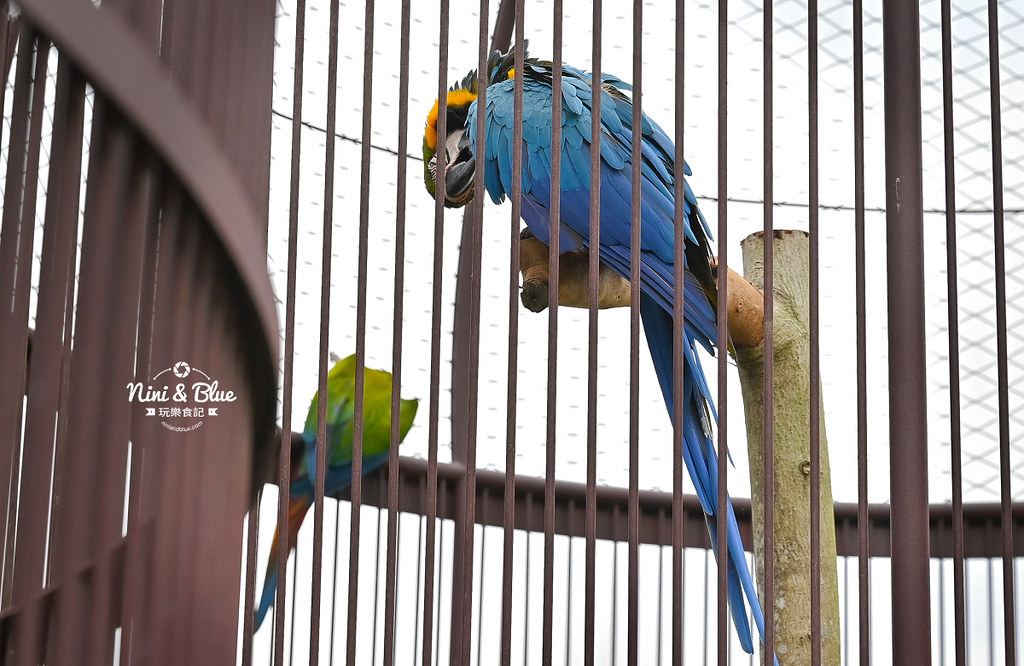 九九峰動物樂園 南投草屯景點14 九九峰動物樂園 南投草屯景點14