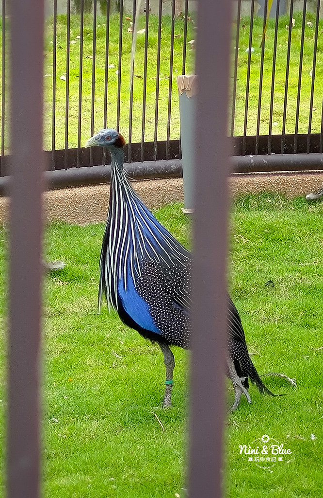 九九峰動物樂園 南投草屯景點39 九九峰動物樂園 南投草屯景點39