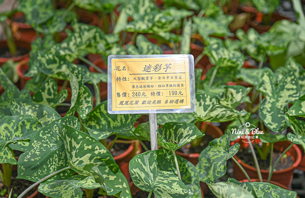 田尾 鳳凰花園 停車 窄巷古厝咖啡30