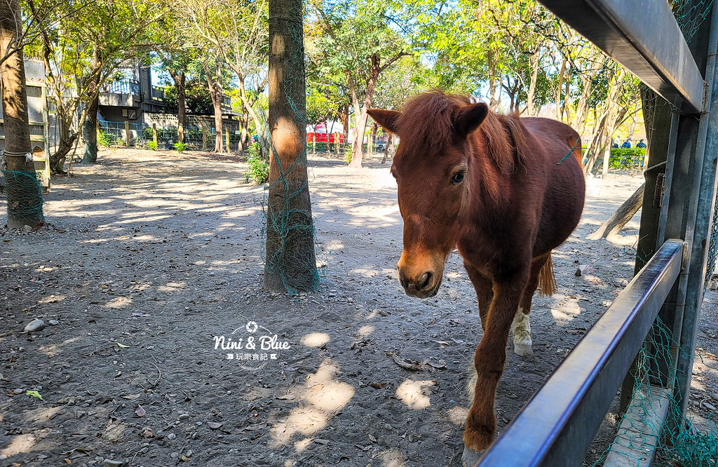 彰化 溪州公園 花在彰化接駁車 賞花17