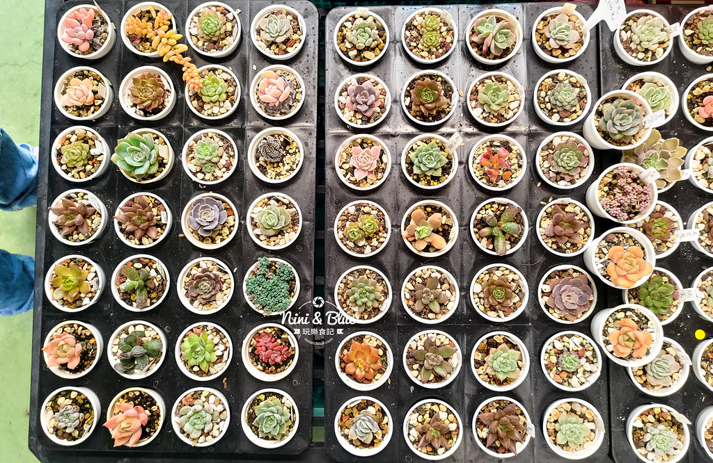 桃園多肉市集09