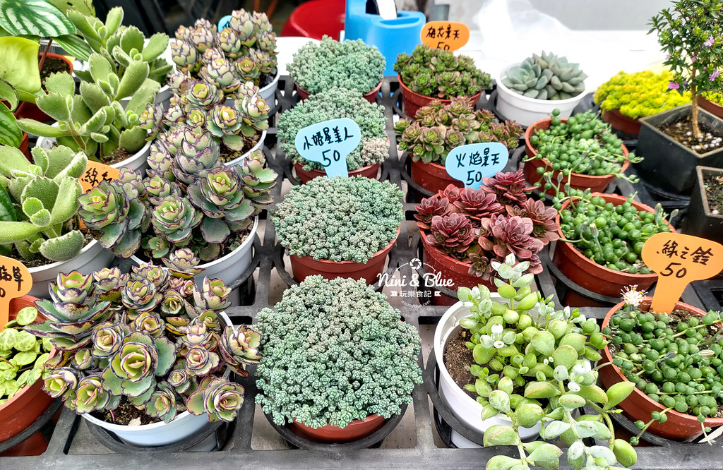 桃園多肉市集04