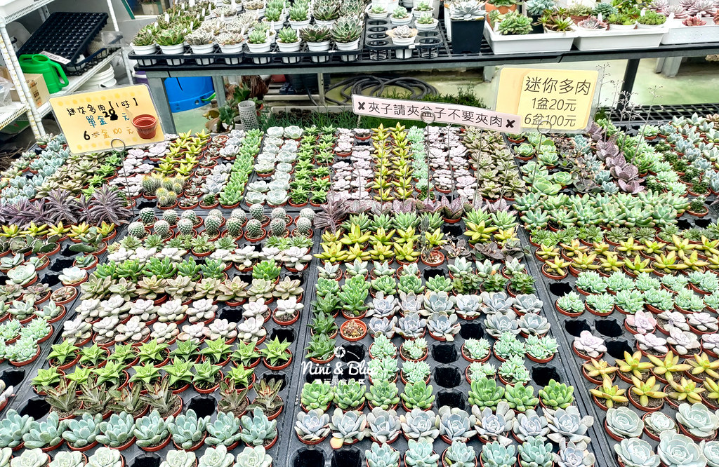 桃園多肉市集40