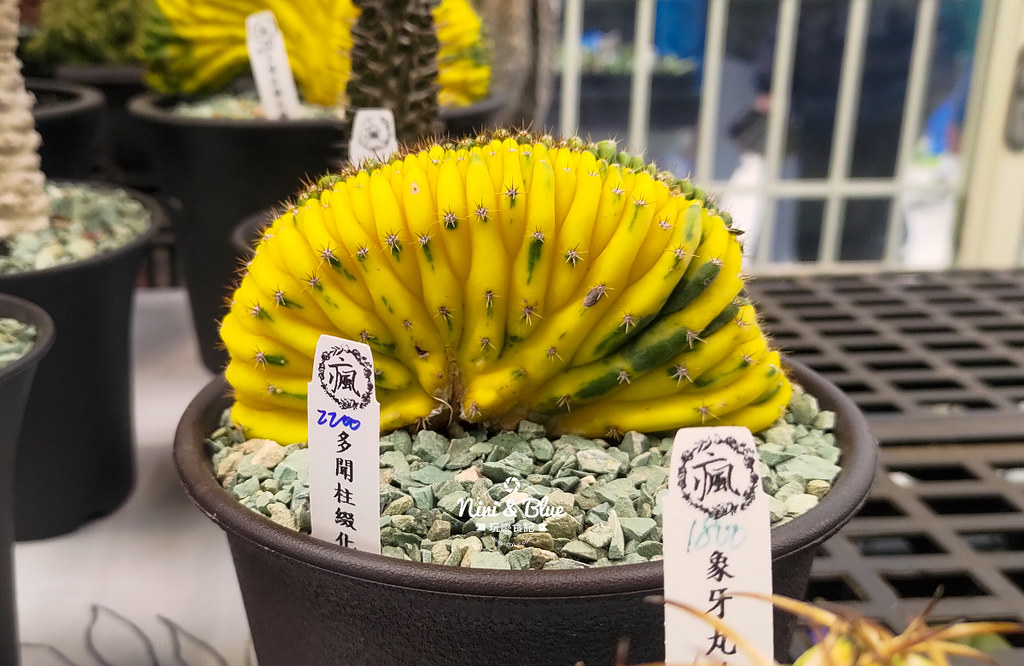 桃園多肉市集10
