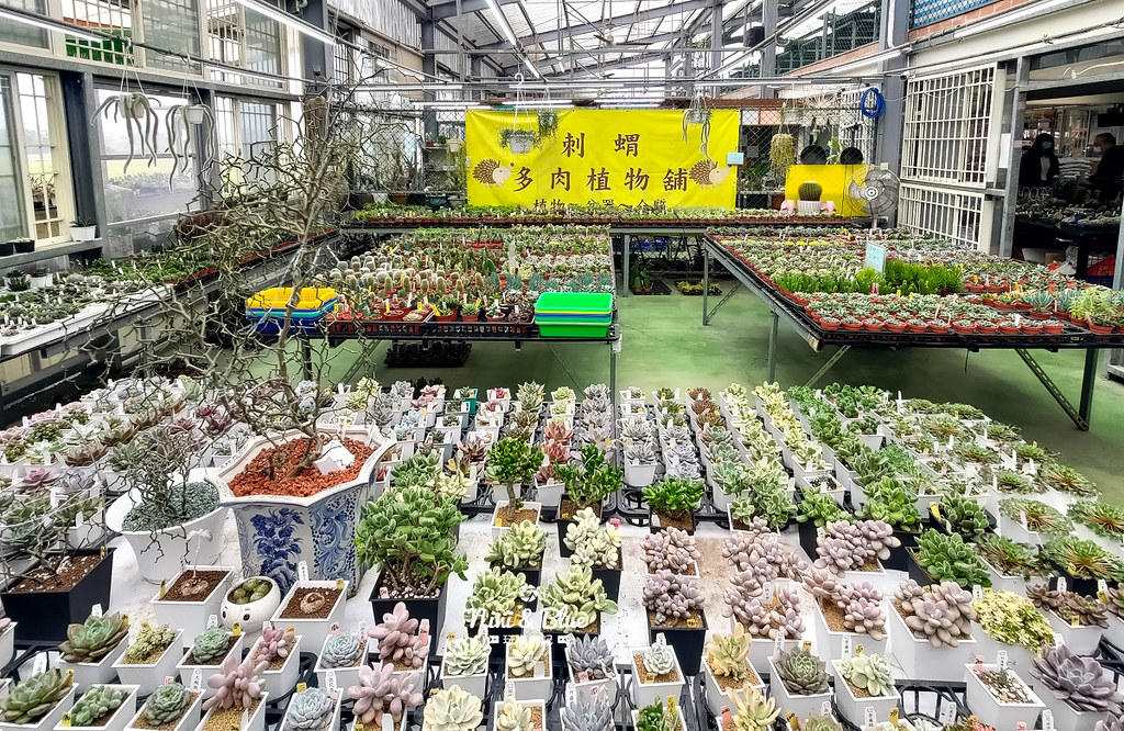 桃園多肉市集30