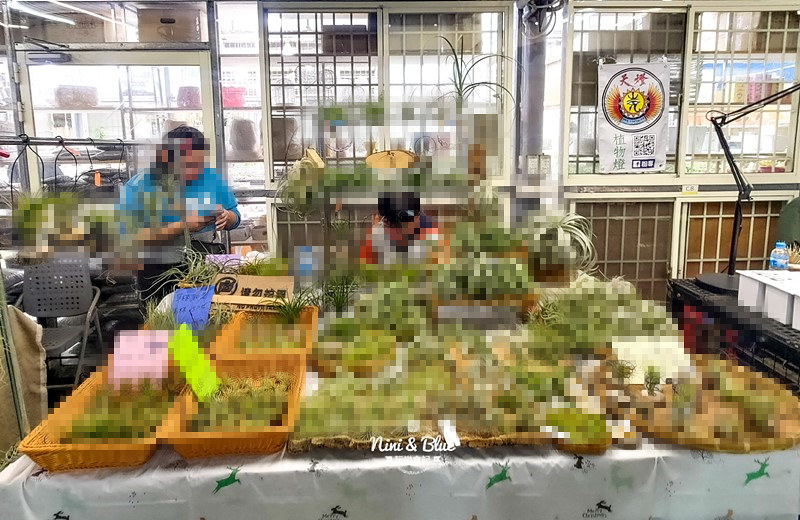 桃園多肉市集16