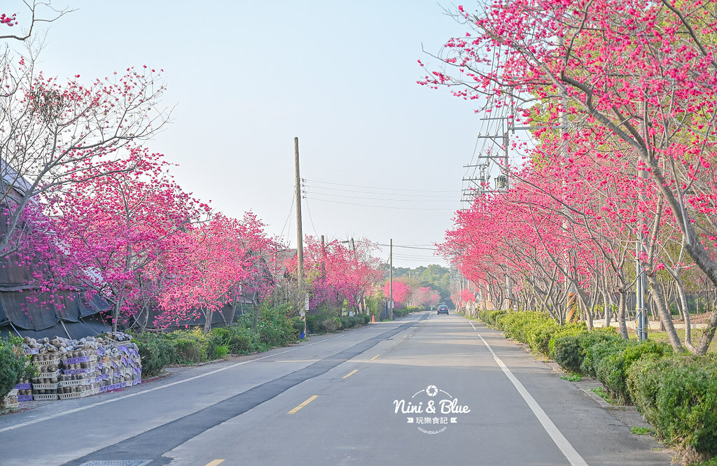 新社S彎道櫻花公園 台中賞櫻花景點15 新社S彎道櫻花公園 台中賞櫻花景點15