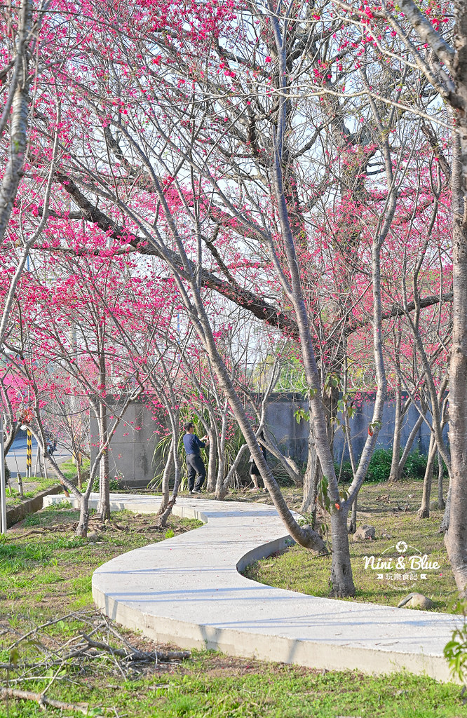 新社S彎道櫻花公園 台中賞櫻花景點08 新社S彎道櫻花公園 台中賞櫻花景點08