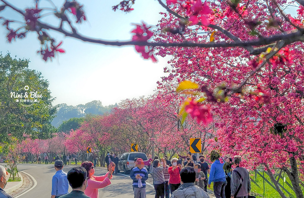 台中新社 櫻木花道 公所 免費賞櫻景點05