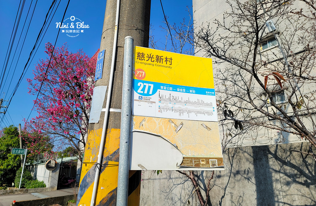 台中新社 櫻木花道 公所 免費賞櫻景點01