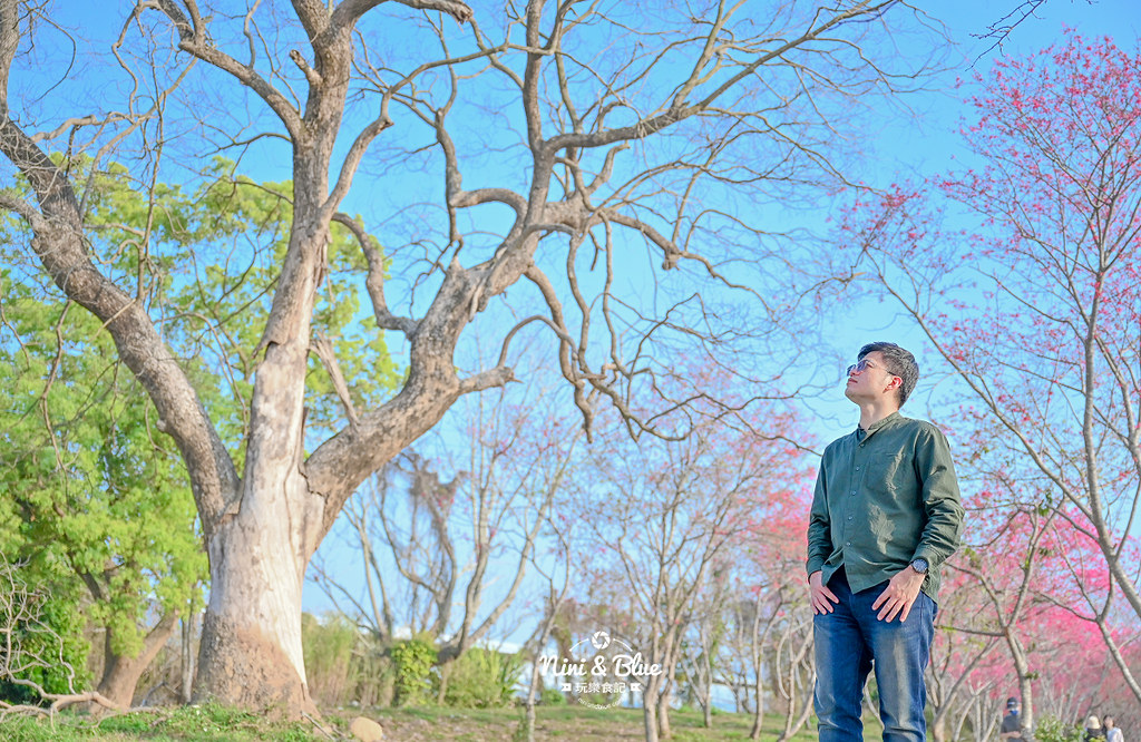 新社S彎道櫻花公園 台中賞櫻花景點14