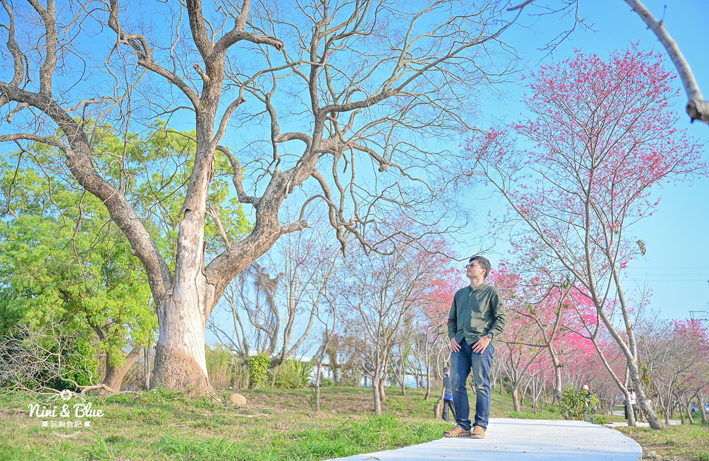 新社S彎道櫻花公園 台中賞櫻花景點13 新社S彎道櫻花公園 台中賞櫻花景點13