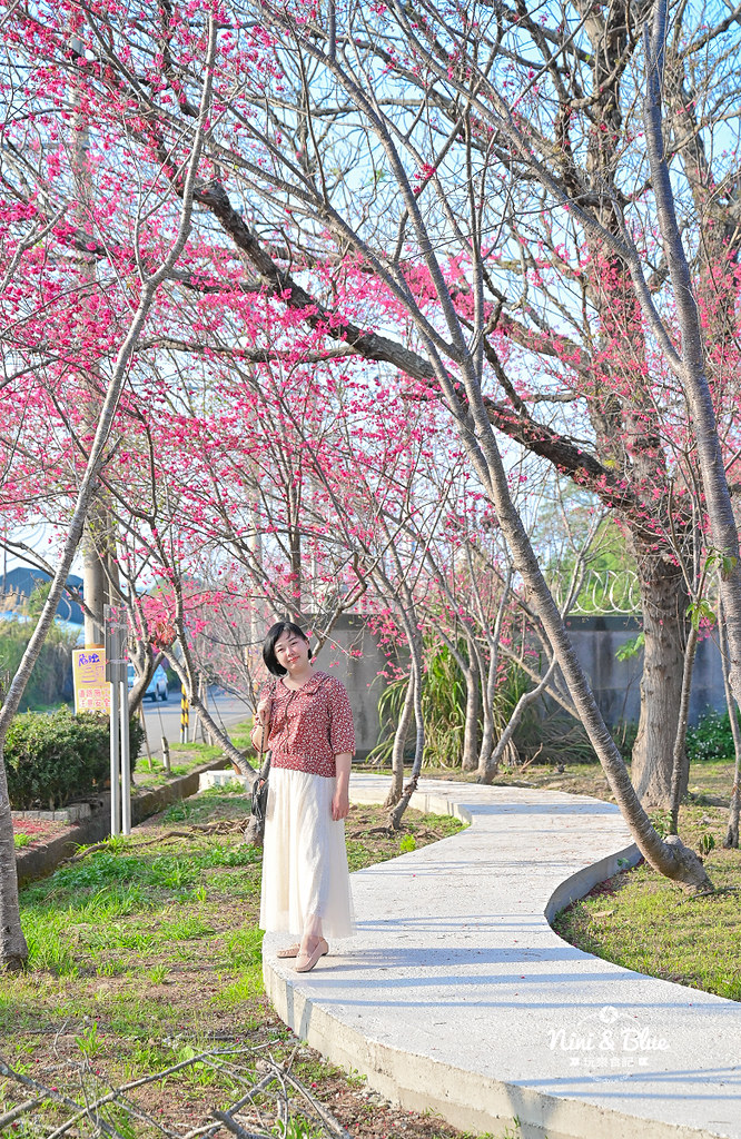 新社S彎道櫻花公園 台中賞櫻花景點09 新社S彎道櫻花公園 台中賞櫻花景點09