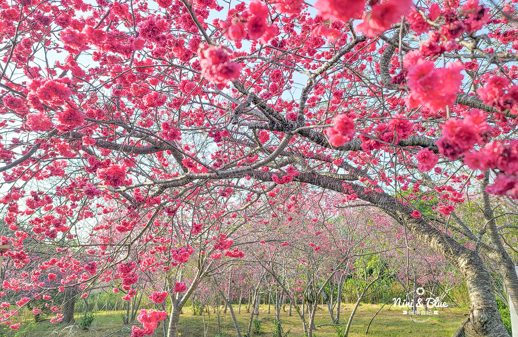 新社S彎道櫻花公園 台中賞櫻花景點02 新社S彎道櫻花公園 台中賞櫻花景點02