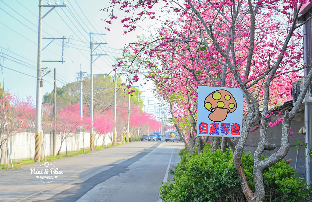 新社S彎道櫻花公園 台中賞櫻花景點06 新社S彎道櫻花公園 台中賞櫻花景點06
