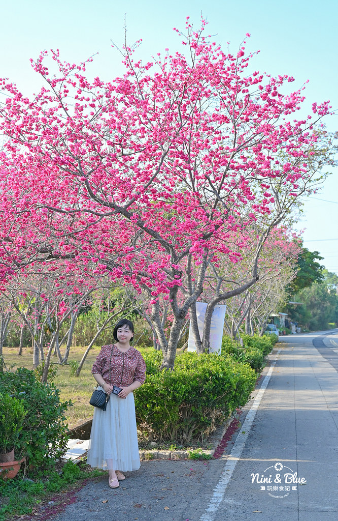 新社S彎道櫻花公園 台中賞櫻花景點05