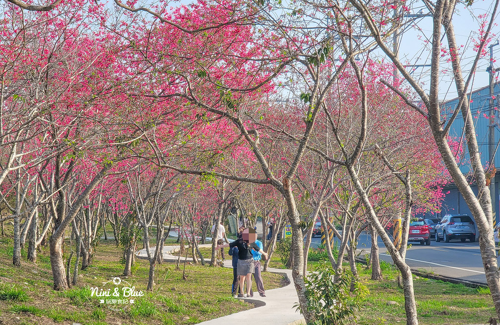 新社S彎道櫻花公園 台中賞櫻花景點03 新社S彎道櫻花公園 台中賞櫻花景點03