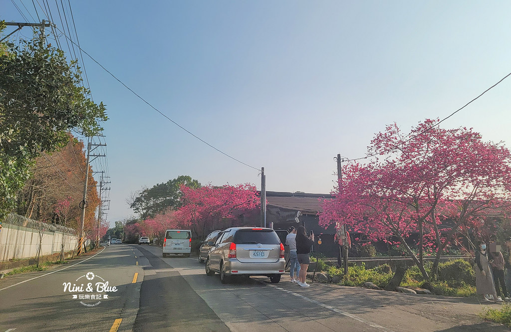 新社S彎道櫻花公園 台中賞櫻花景點01 新社S彎道櫻花公園 台中賞櫻花景點01