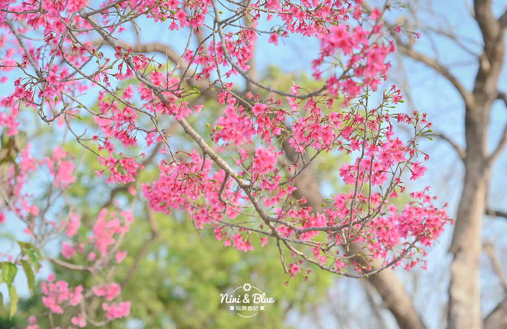 新社S彎道櫻花公園 台中賞櫻花景點10 新社S彎道櫻花公園 台中賞櫻花景點10